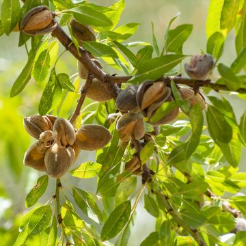 Mandorlo - Prunus dulcis