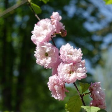 Prunus triloba Multiplex - Mandorlo da fiore