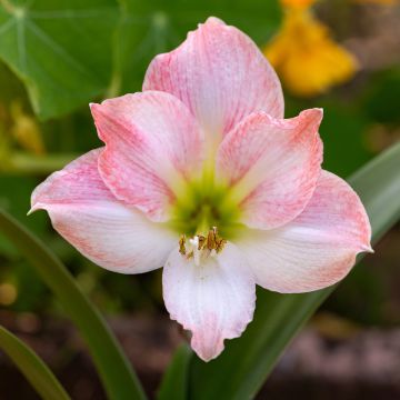 Amaryllis Apple Blossom - Hippeastrum