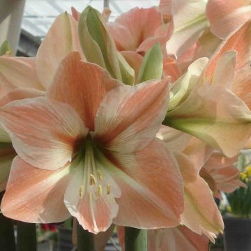 Amaryllis Apricot Parfait - Hippeastrum