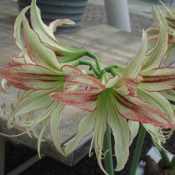 Amaryllis Emerald - Hippeastrum