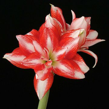 Amaryllis Exotic Peacock - Hippeastrum