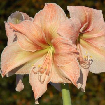 Amaryllis Exotica - Hippeastrum