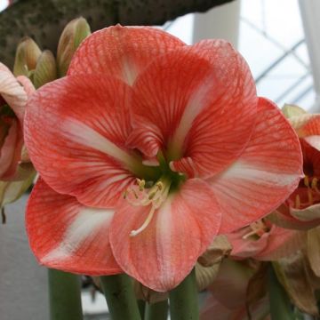 Amaryllis Faro - Hippeastrum