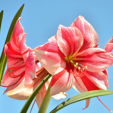 Amaryllis Gervase - Hippeastrum