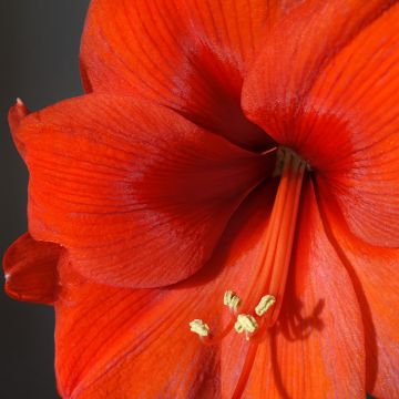 Amaryllis Orange Souvereign - Hippeastrum