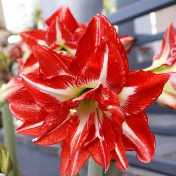 Amaryllis Pasadena - Hippeastrum