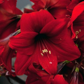 Amaryllis Rapido - Hippeastrum