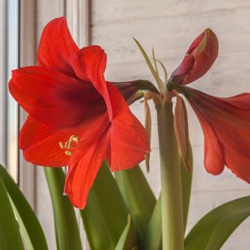 Amaryllis Red Lion - Hippeastrum