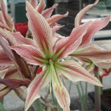 Amaryllis Rio Negro - Hippeastrum