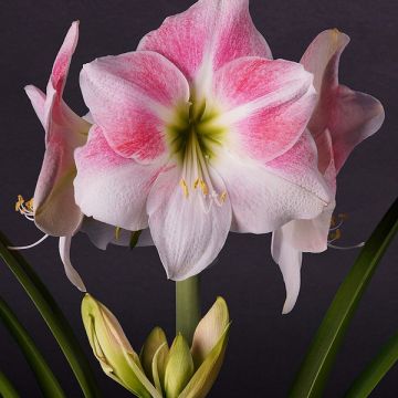 Amaryllis Rosy Star - Hippeastrum