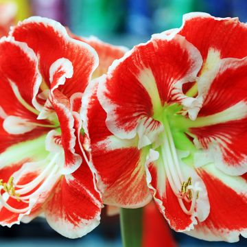 Amaryllis Samba - Hippeastrum