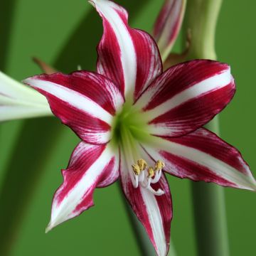 Amaryllis Santiago - Hippeastrum