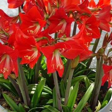 Amaryllis Striped Garden - Hippeastrum