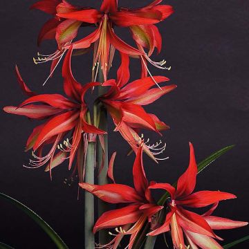 Amaryllis Sumatra - Hippeastrum