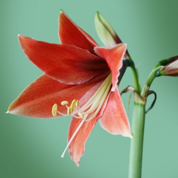 Amaryllis Tierra - Hippeastrum