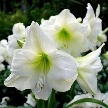 Amaryllis belladonna Ludwig Dazzler - Amarillide d'estate