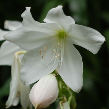 Amaryllis belladonna Alba - Amarillide d'estate