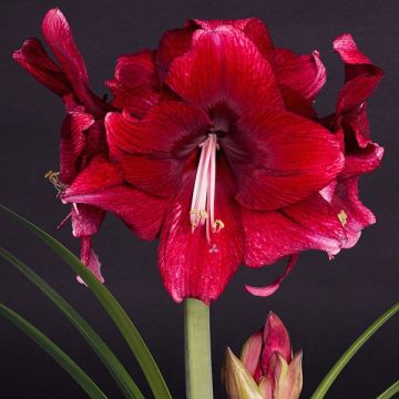 Amaryllis Daphne - Hippeastrum