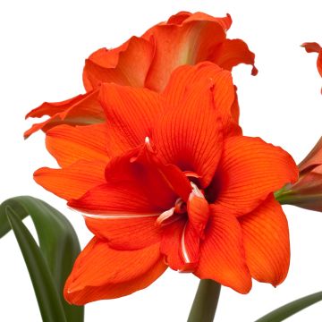 Amaryllis Celica - Hippeastrum