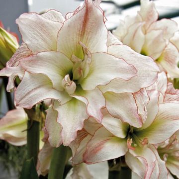 Amaryllis Double Aphrodite 32+ - Hippeastrum