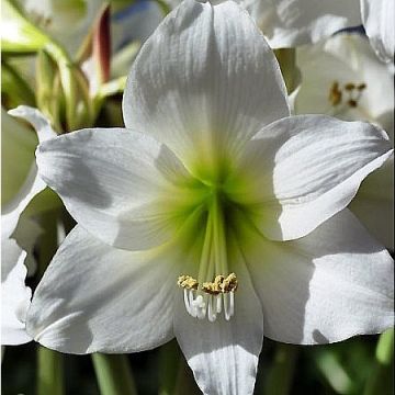 Amaryllis White Garden - Hippeastrum