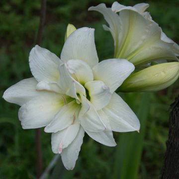 Amaryllis Alasca - Hippeastrum sonatini