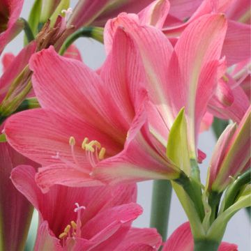 Amaryllis Sonatini Sweet Sixteen - Hippeastrum sonatini