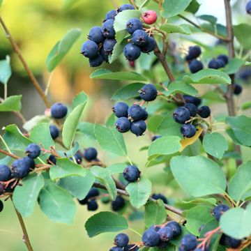 Amelanchier alnifolia Smoky