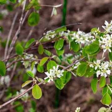 Amelanchier alnifolia Thiessen