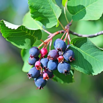 Amelanchier alnifolia Greatberry Garden - Amelanchier