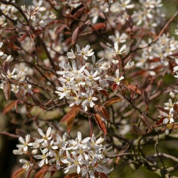 Amelanchier canadensis - Pero corvino