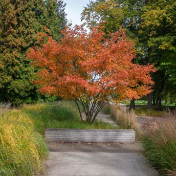 Amelanchier canadensis October Flame - Pero corvino