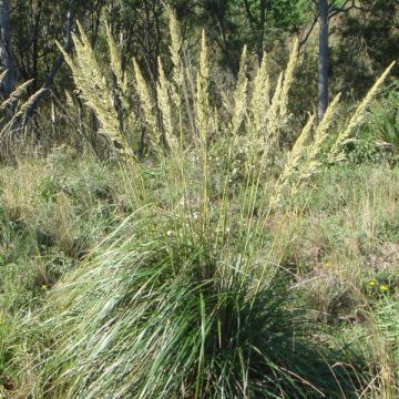 Ampelodesmos mauritanicus - Tagliamani