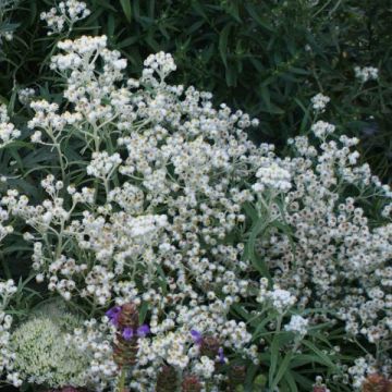 Anaphalis margaritacea Neuschnee