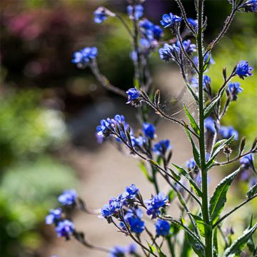 Anchusa azurea Dropmore - Buglossa azzurra