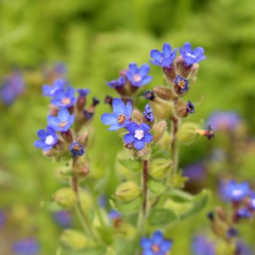 Anchusa azurea Loddon Royalist - Buglossa azzurra