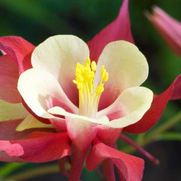 Aquilegia Songbird Series Cardinal