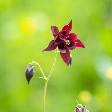 Aquilegia atrata