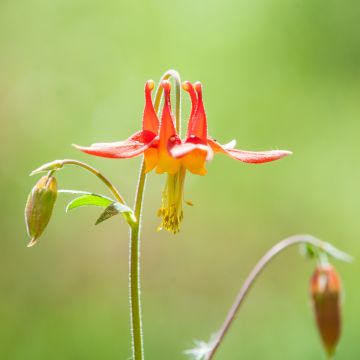 Aquilegia formosa