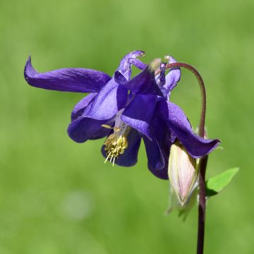 Aquilegia vulgaris