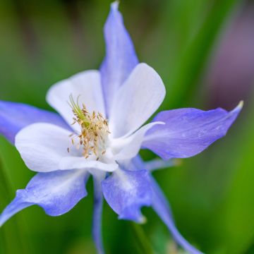 Aquilegia Blue Star