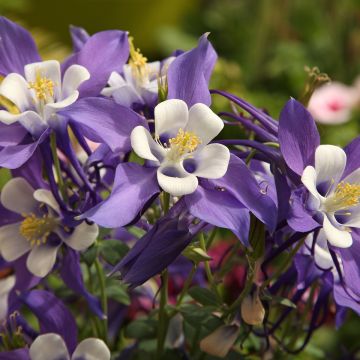 Aquilegia Mrs M. Nicholls