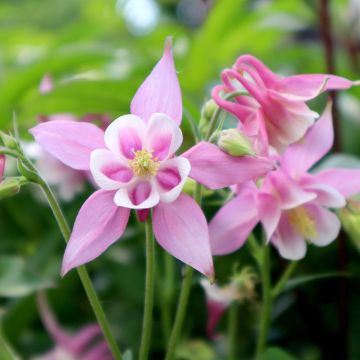 Aquilegia Musik Rose Blanc