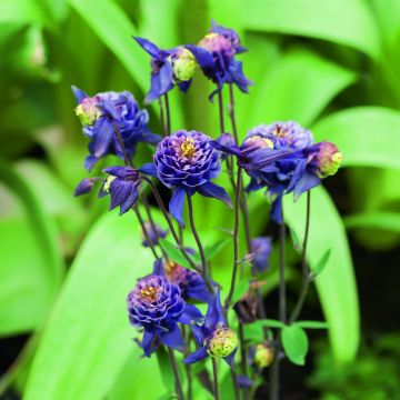 Aquilegia vulgaris Winky Double Dark Blue White