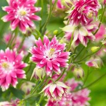 Aquilegia vulgaris Nora Barlow