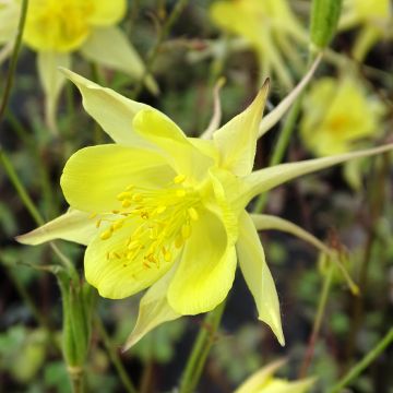 Aquilegia chrysantha Yellow Queen