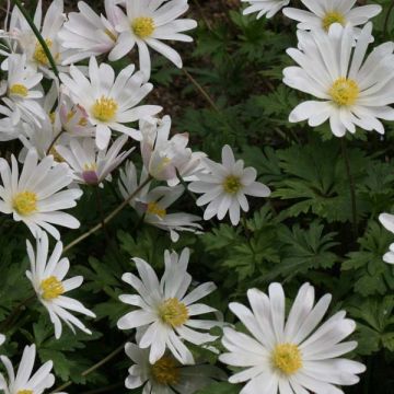 Anemone blanda White Splendour