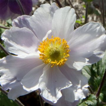 Anemone Dreaming Swan - Anemone giapponese