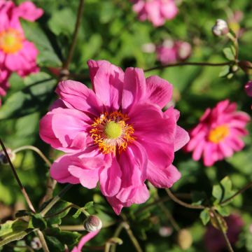 Anemone Margarete - Anemone giapponese